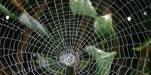 cobweb-197666_1280-300×225-1
