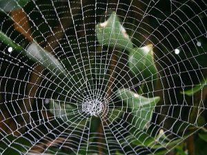 cobweb-197666_1280-300×225-1